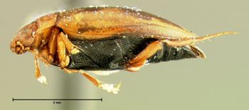 Media type: image;   Entomology 23899 Aspect: habitus lateral view